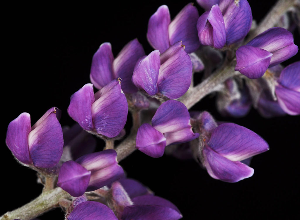 Flora of Eastern Washington Image: Lupinus arbustus 23