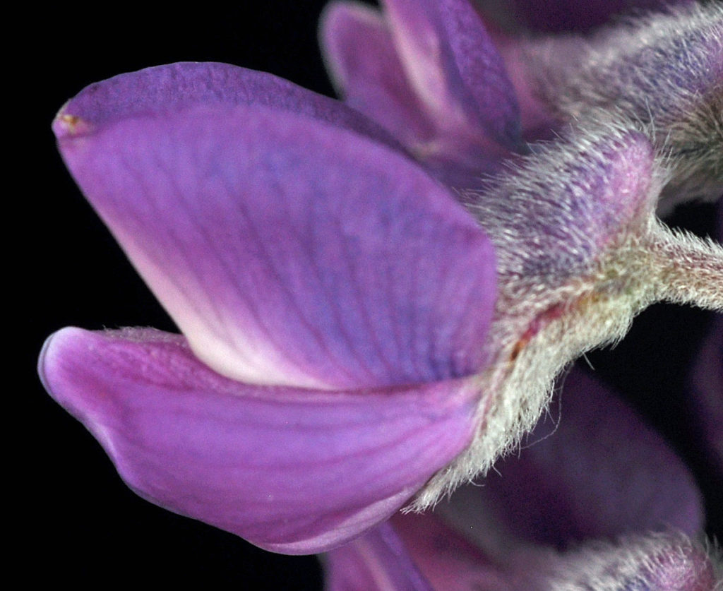 Flora of Eastern Washington Image: Lupinus arbustus 29