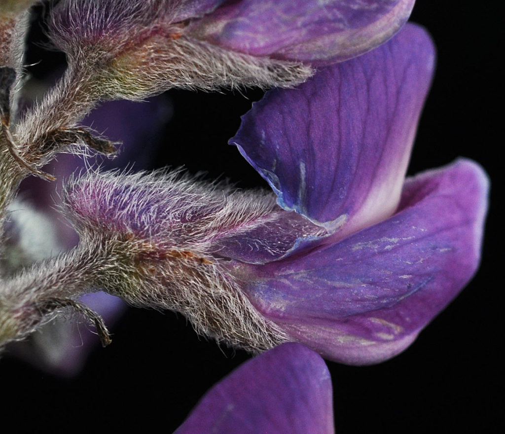 Flora of Eastern Washington Image: Lupinus arbustus 28