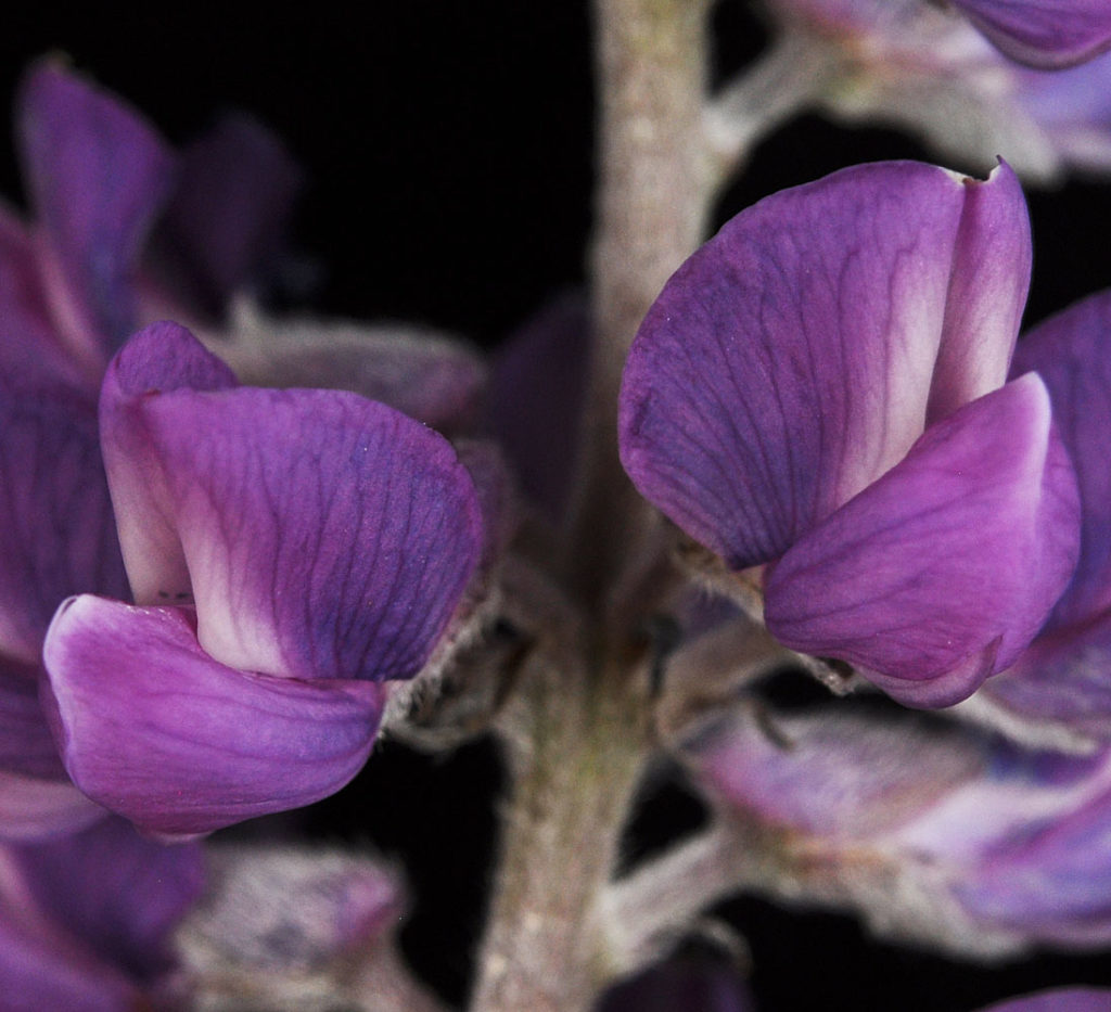 Flora of Eastern Washington Image: Lupinus arbustus 27