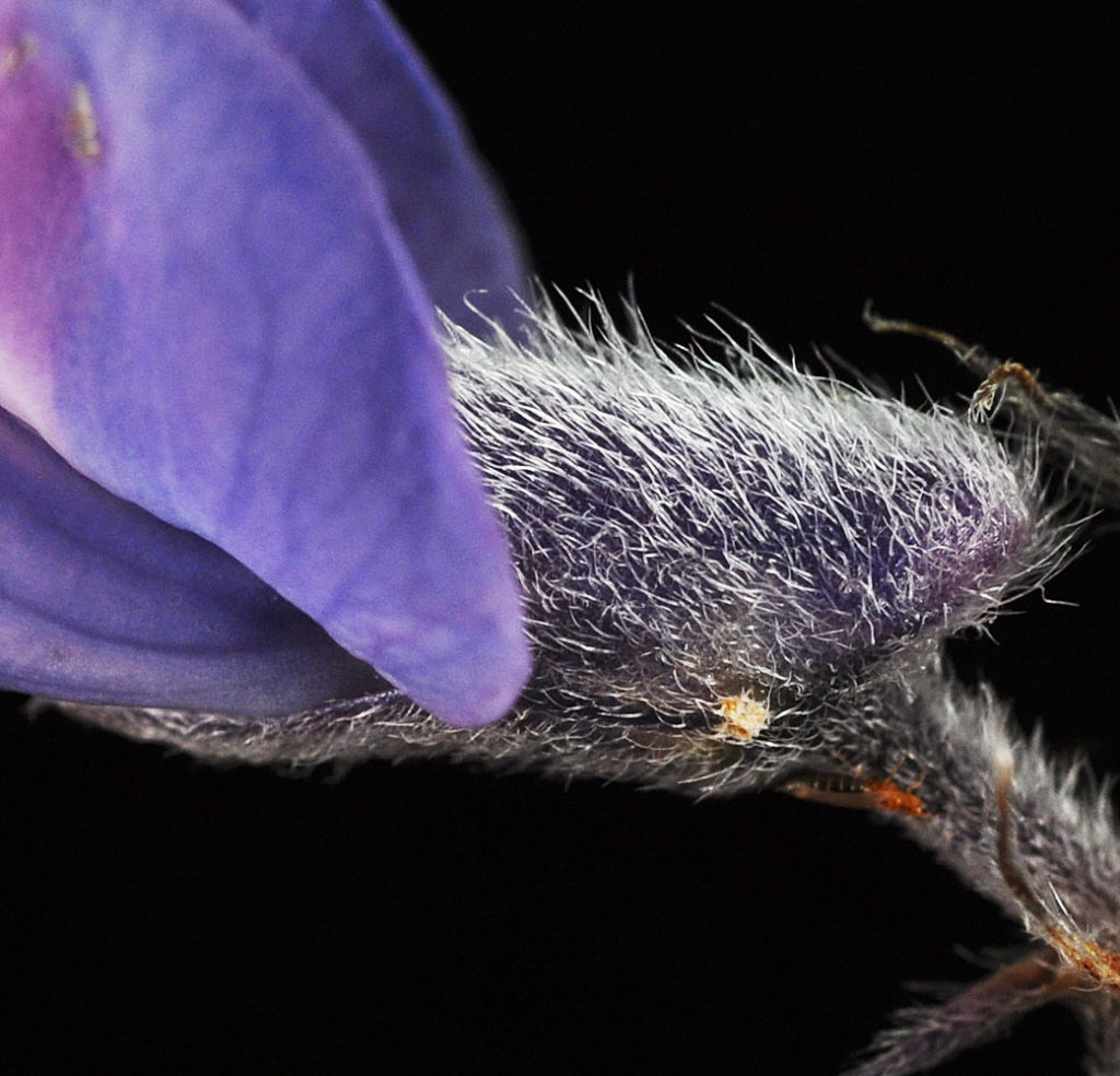 Flora of Eastern Washington Image: Lupinus arbustus 30