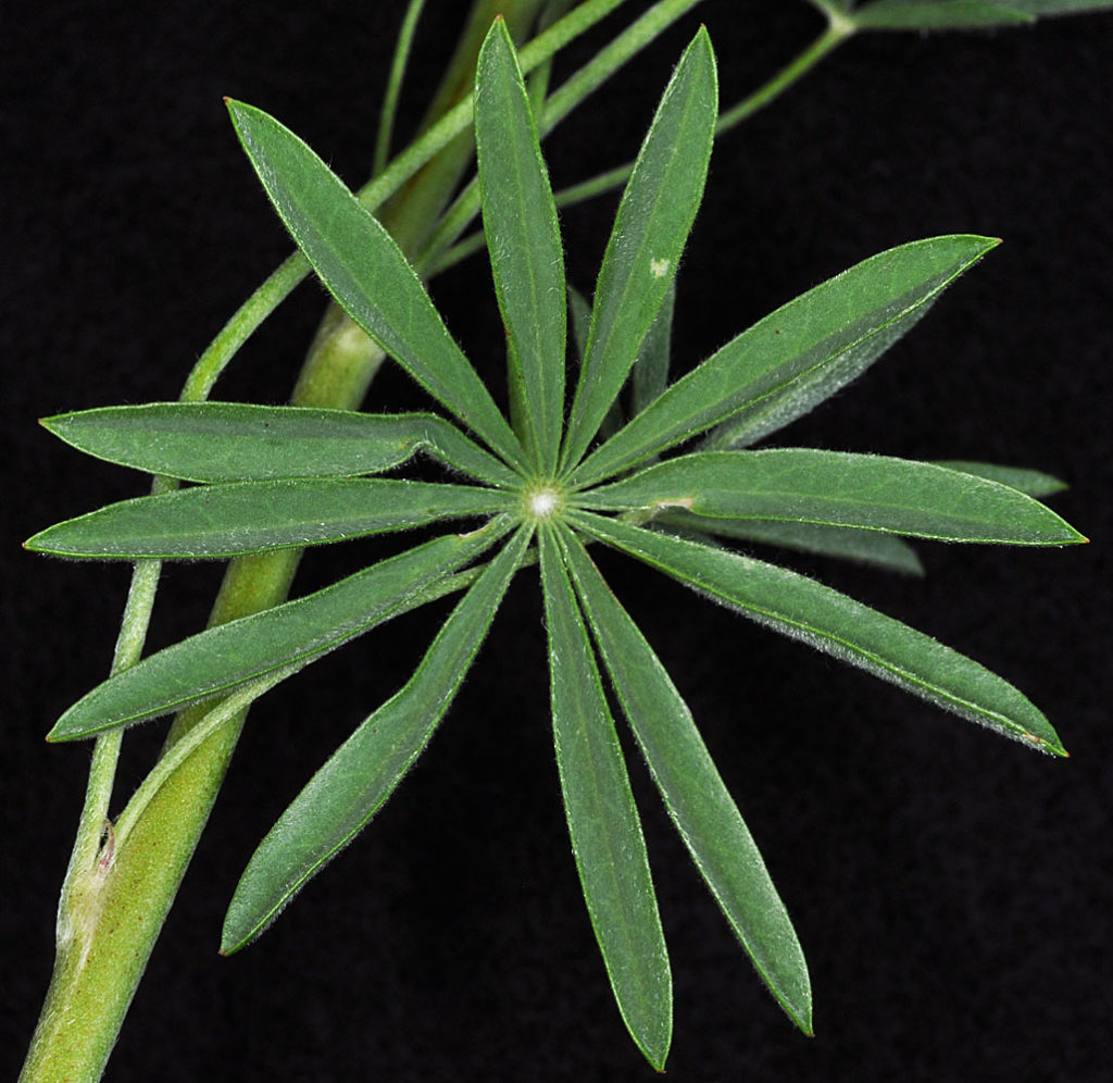 Flora of Eastern Washington Image: Lupinus arbustus 21