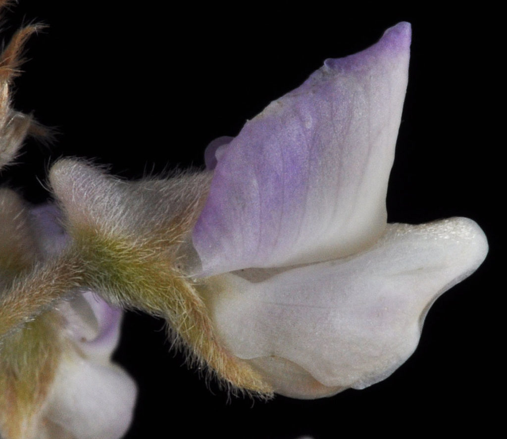 Flora of Eastern Washington Image: Lupinus arbustus 15