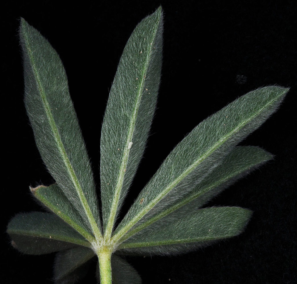 Flora of Eastern Washington Image: Lupinus arbustus 11