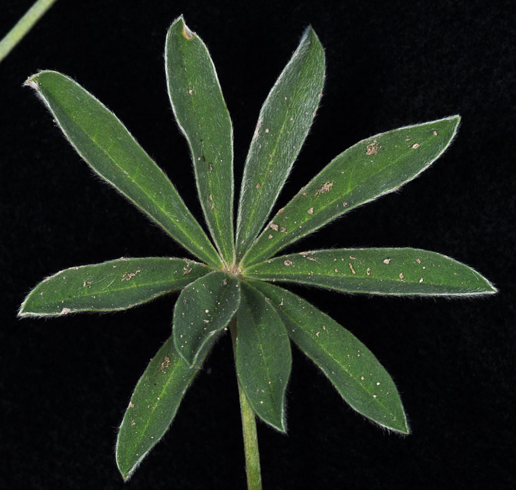 Flora of Eastern Washington Image: Lupinus arbustus 10