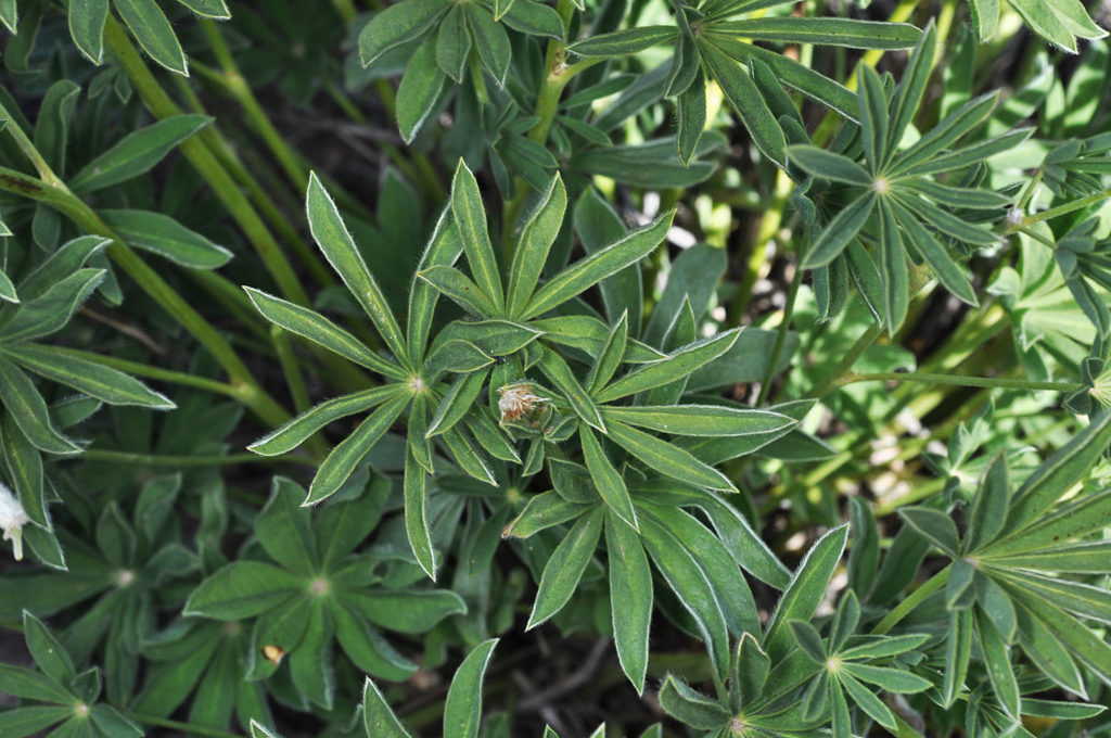 Flora of Eastern Washington Image: Lupinus arbustus 8