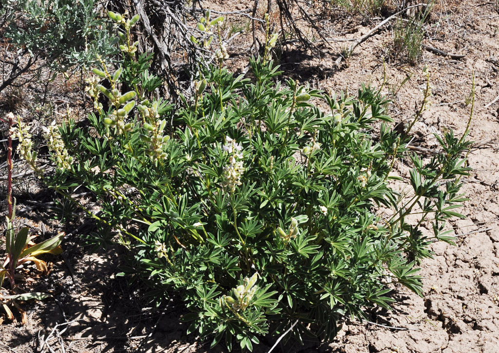 Flora of Eastern Washington Image: Lupinus arbustus 7