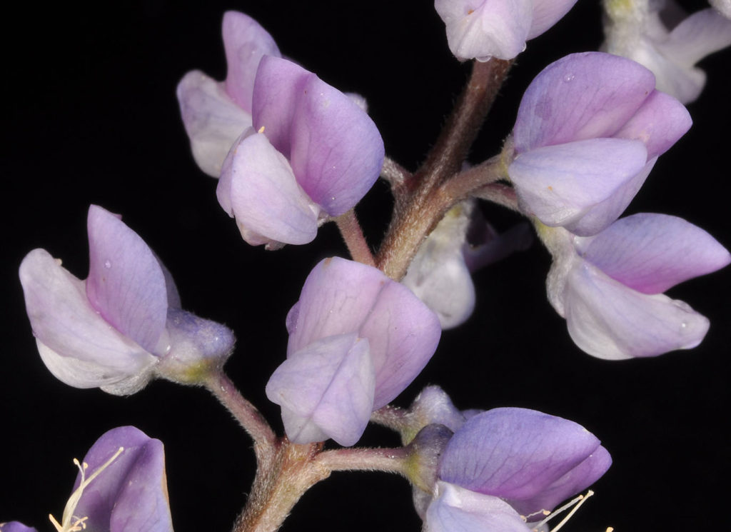 Flora of Eastern Washington Image: Lupinus arbustus 6