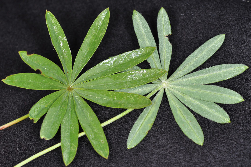 Flora of Eastern Washington Image: Lupinus arbustus 5