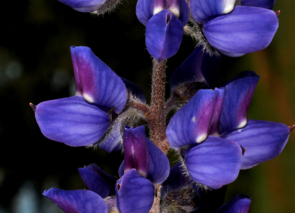 Flora of Eastern Washington Image: Lupinus lepidus 
