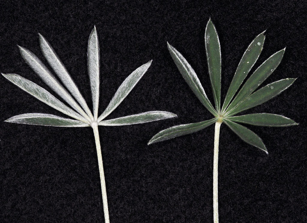 Flora of Eastern Washington Image: Lupinus lepidus 7