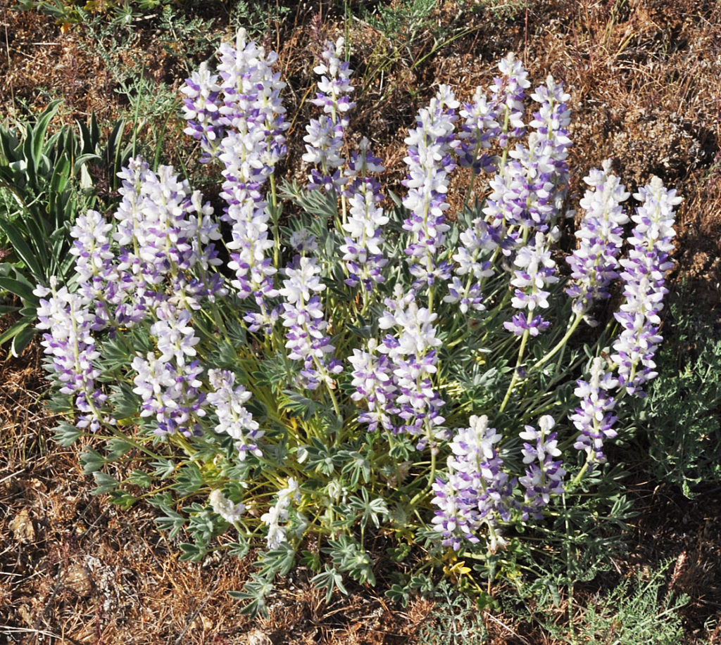 Flora of Eastern Washington Image: Lupinus lepidus 4