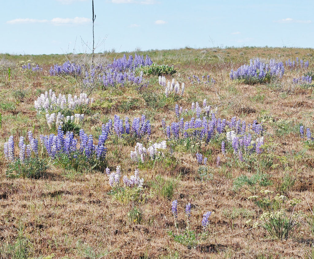 Flora of Eastern Washington Image: Lupinus lepidus 2