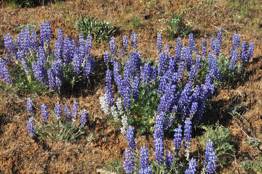 Flora of Eastern Washington Image: Lupinus lepidus 3