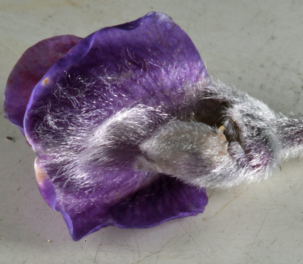 Flora of Eastern Washington Image: Lupinus leucophyllus 5