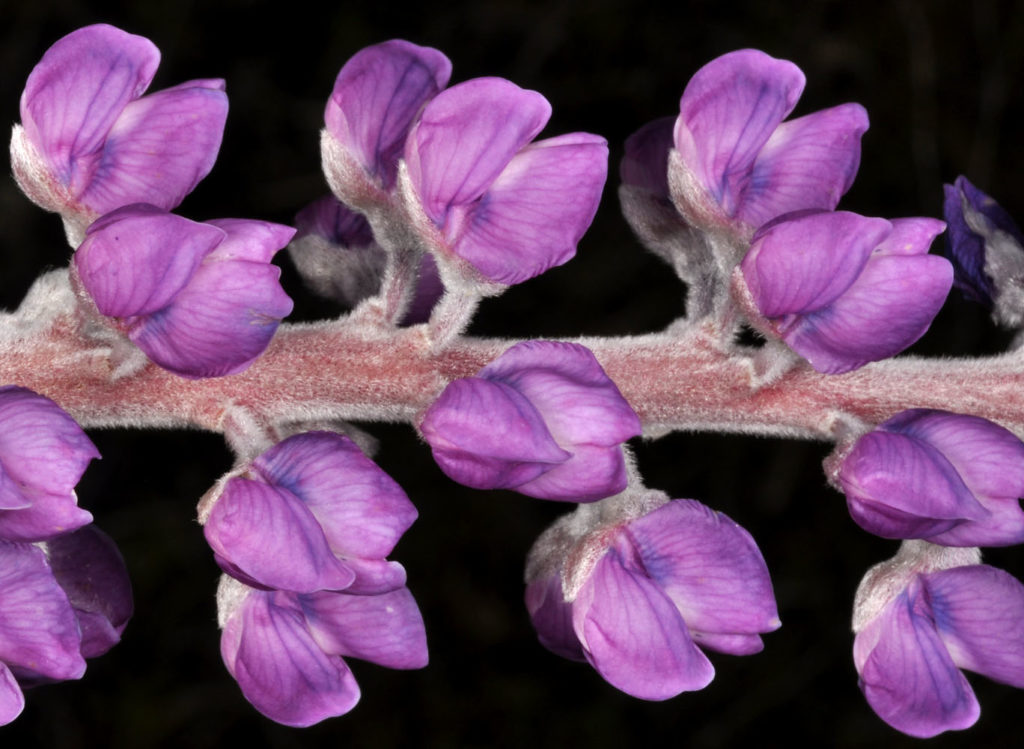 Flora of Eastern Washington Image: Lupinus leucophyllus 2