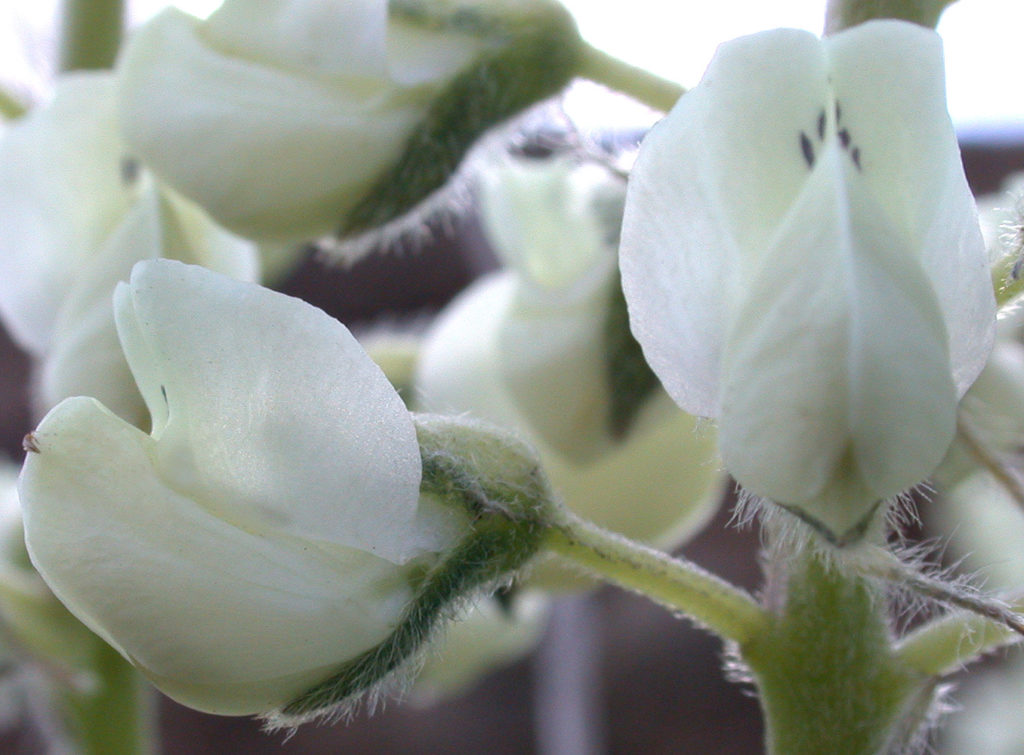 Flora of Eastern Washington Image: Lupinus sulphureus 3