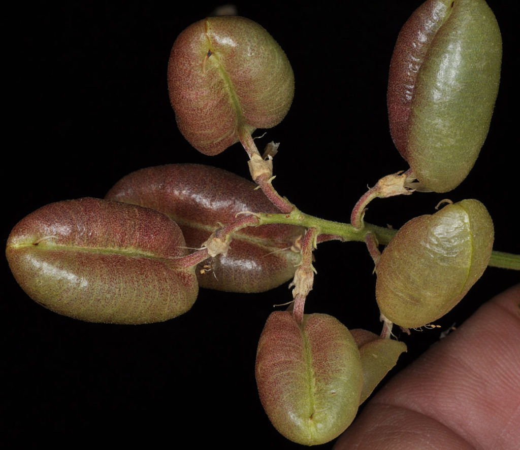 Flora of Eastern Washington Image: Sphaerophysa salsula stem and some leaves