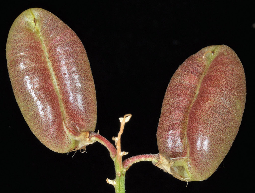 Flora of Eastern Washington Image: Sphaerophysa salsula two leaves