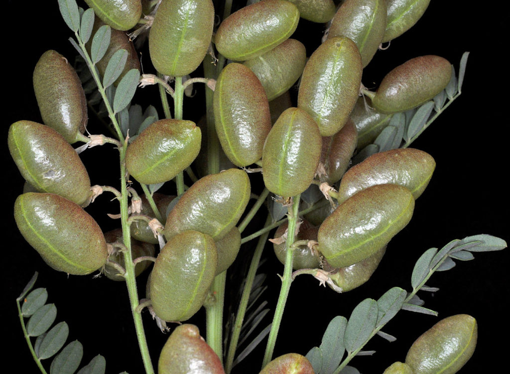 Flora of Eastern Washington Image: Sphaerophysa salsula many leaves