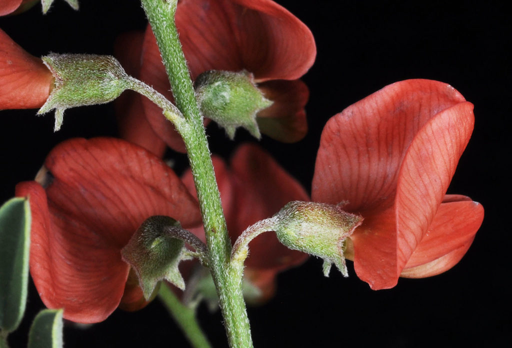 Flora of Eastern Washington Image: Sphaerophysa salsula stem bulb and leaves