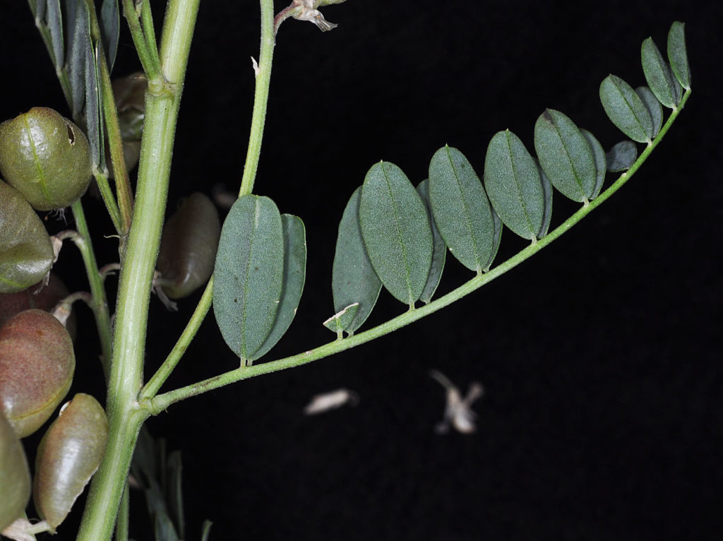 Flora of Eastern Washington Image: Sphaerophysa salsula leaves