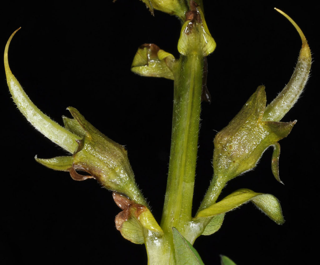 Flora of Eastern Washington Image: Thermopsis montana close up of stem