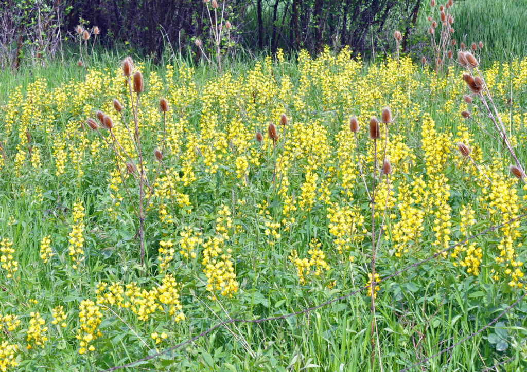 Flora of Eastern Washington Image: Thermopsis montana full plant in nature