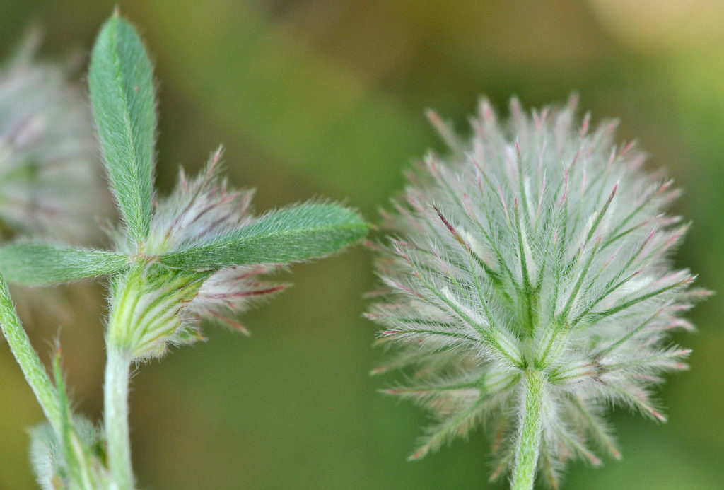 Flora of Eastern Washington Image: Trifolium arvense plant tops zoom in nature
