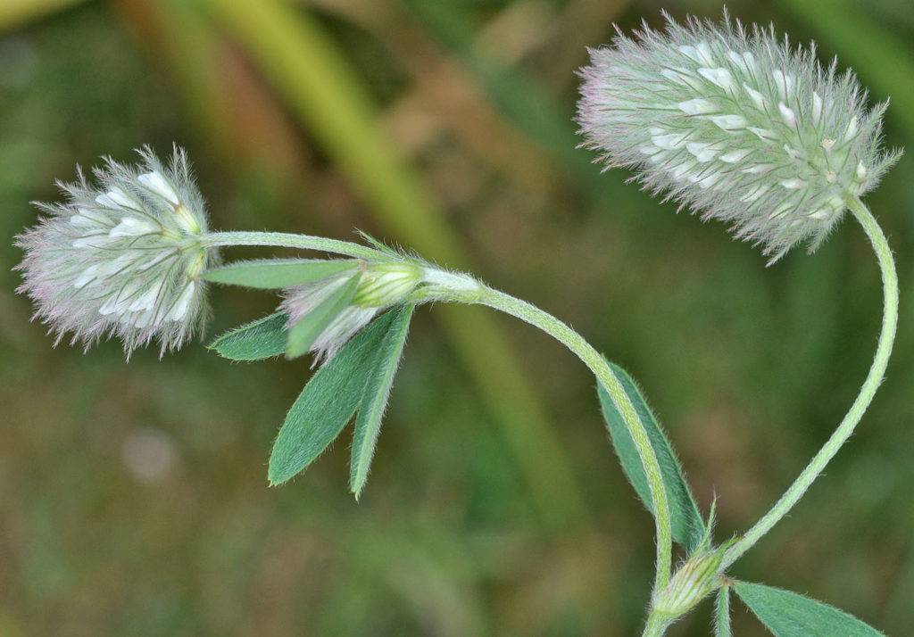 Flora of Eastern Washington Image: Trifolium arvense stem and leaves in nature