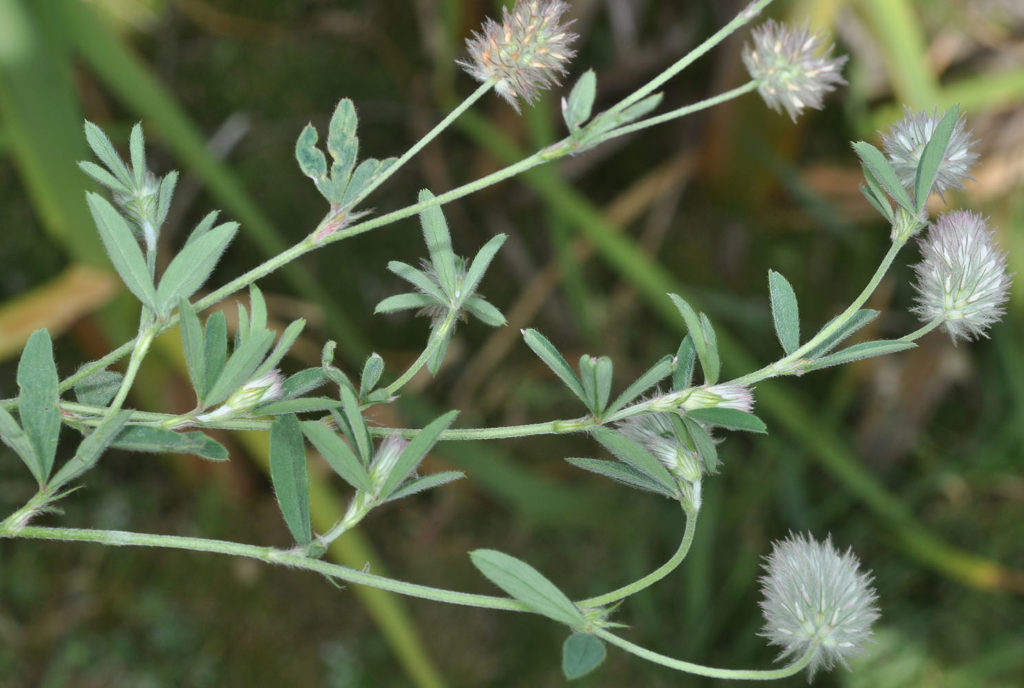 Flora of Eastern Washington Image: Trifolium arvense side view of top of plant in nature