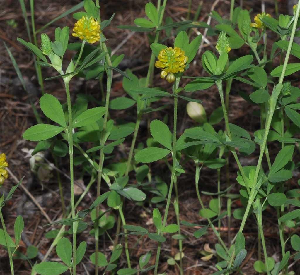 Flora of Eastern Washington Image: Trifolium aureum full plant in nature zoomed in