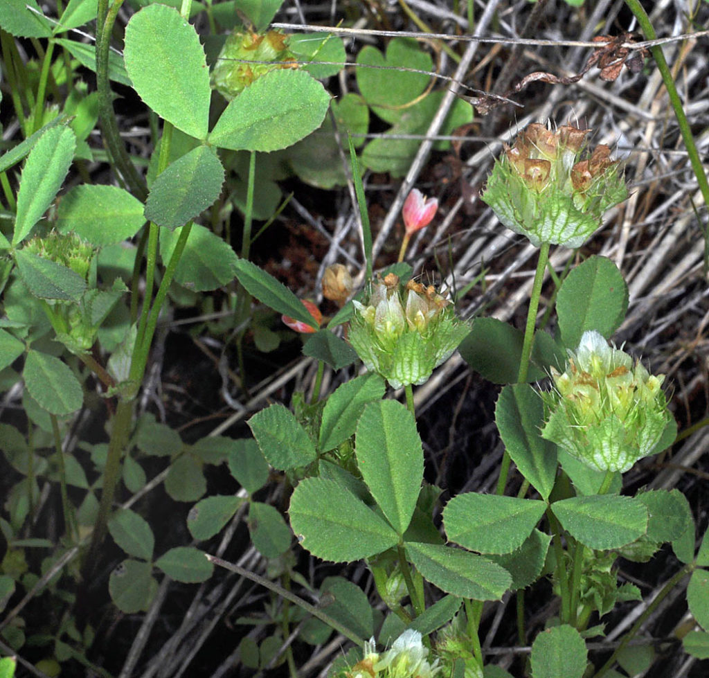 Flora of Eastern Washington Image: Trifolium cyathiferum full plant in nature zoomed in on leaves and flower