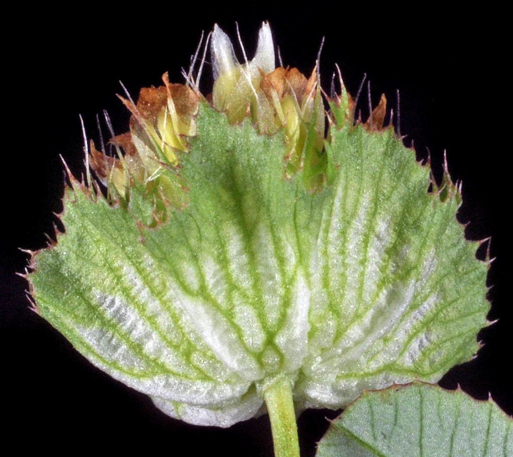 Flora of Eastern Washington Image: Trifolium cyathiferum underside of bulb and flower