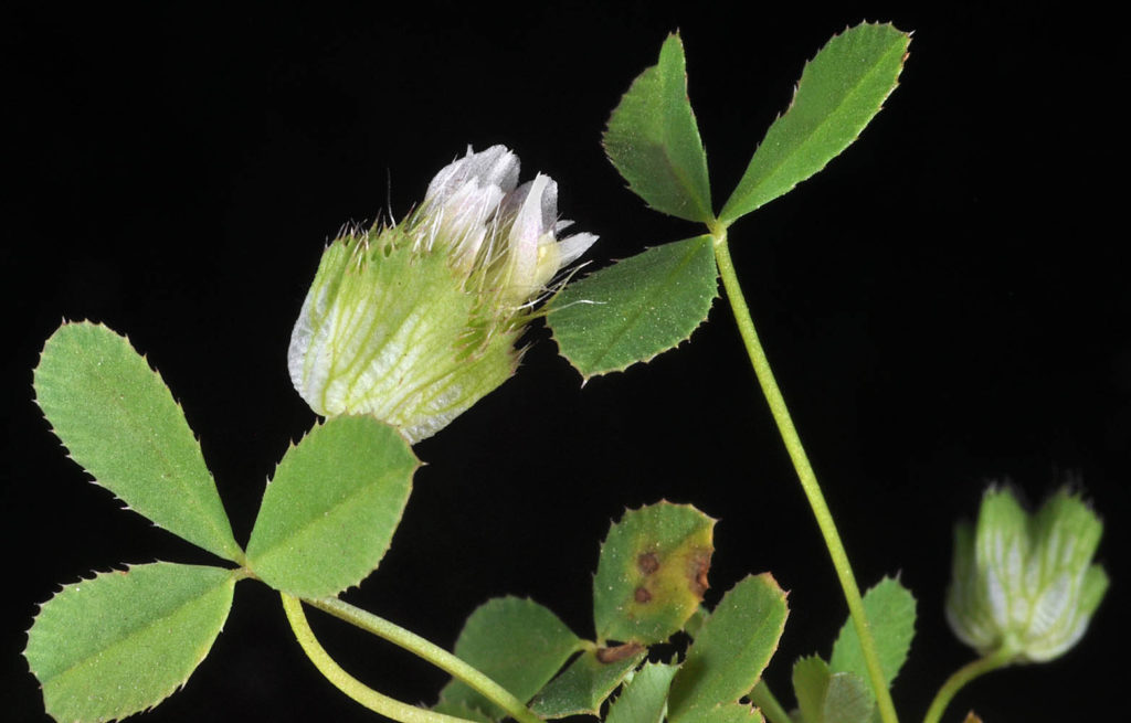 Flora of Eastern Washington Image: Trifolium cyathiferum one bulb and leaves