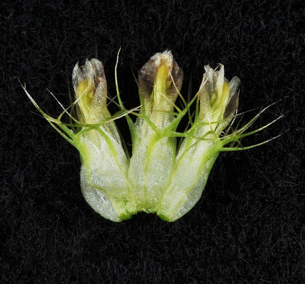 Flora of Eastern Washington Image: Trifolium cyathiferum three bulbs