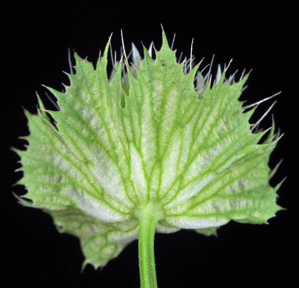 Flora of Eastern Washington Image: Trifolium cyathiferum underside of flower