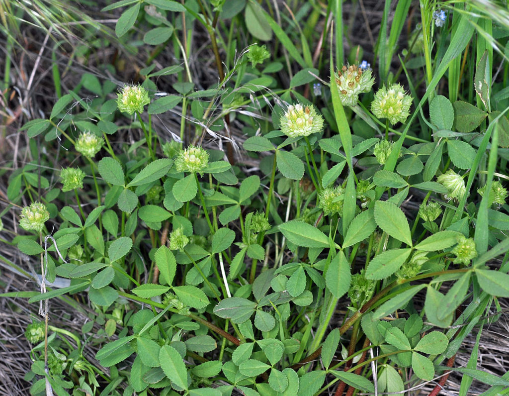 Flora of Eastern Washington Image: Trifolium cyathiferum full plant zoomed in