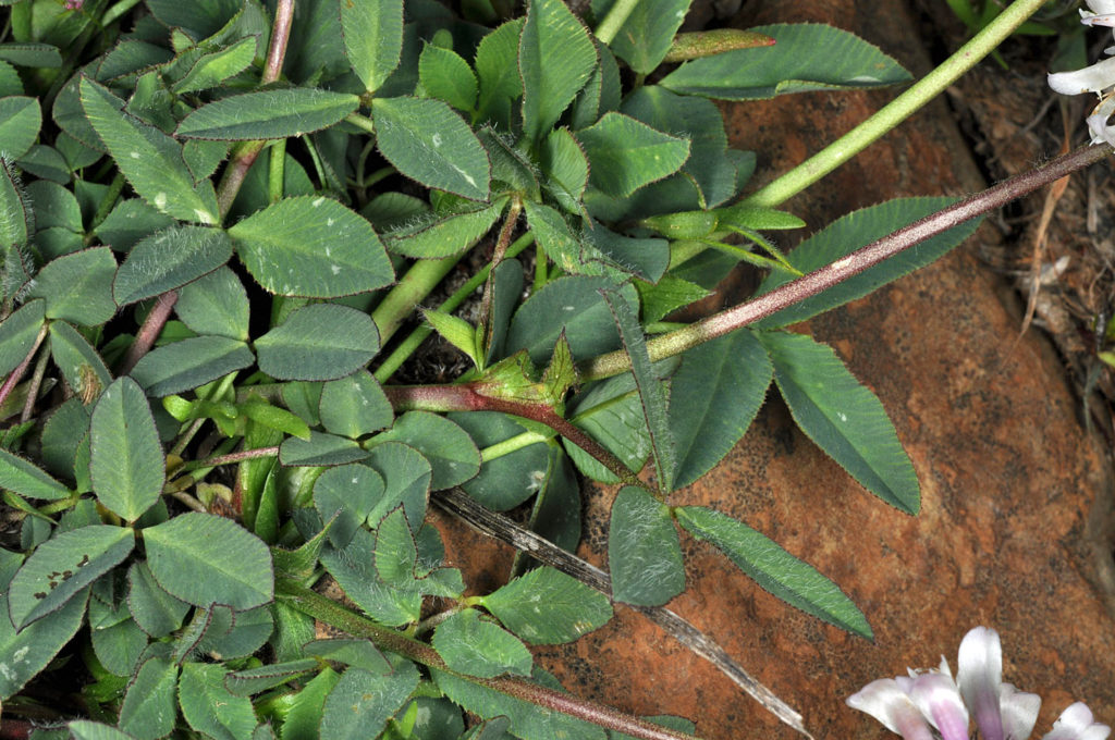 Flora of Eastern Washington Image: Trifolium eriocephalum leaves in nature