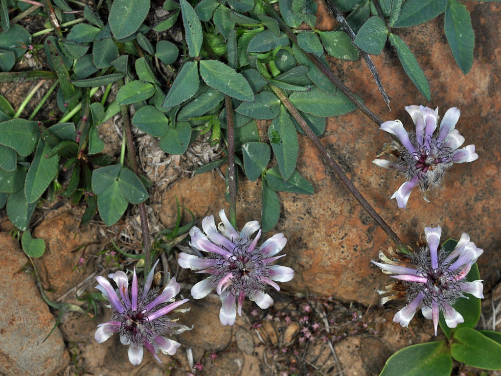 Flora of Eastern Washington Image: Trifolium eriocephalum flower stem and leaves in nature