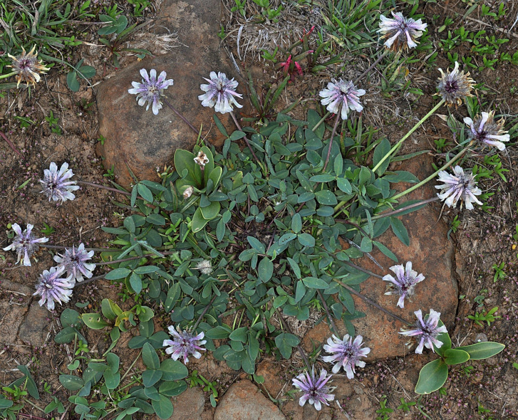 Flora of Eastern Washington Image: Trifolium eriocephalum full plant in nature