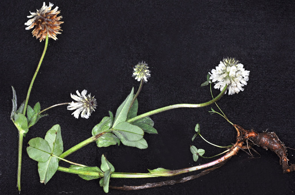 Flora of Eastern Washington Image: Trifolium eriocephalum flower leaves and stem