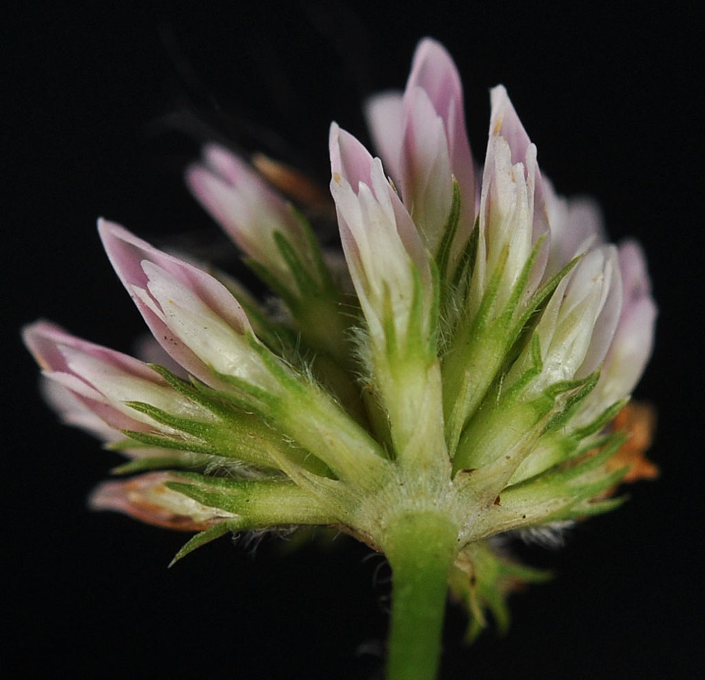 Flora of Eastern Washington Image: Trifolium fragiferum flower bloomed underside