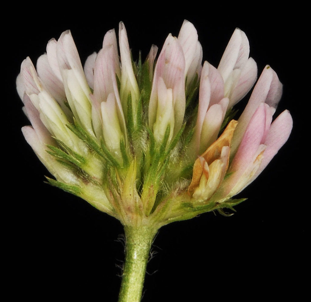 Flora of Eastern Washington Image: Trifolium fragiferum flower side view