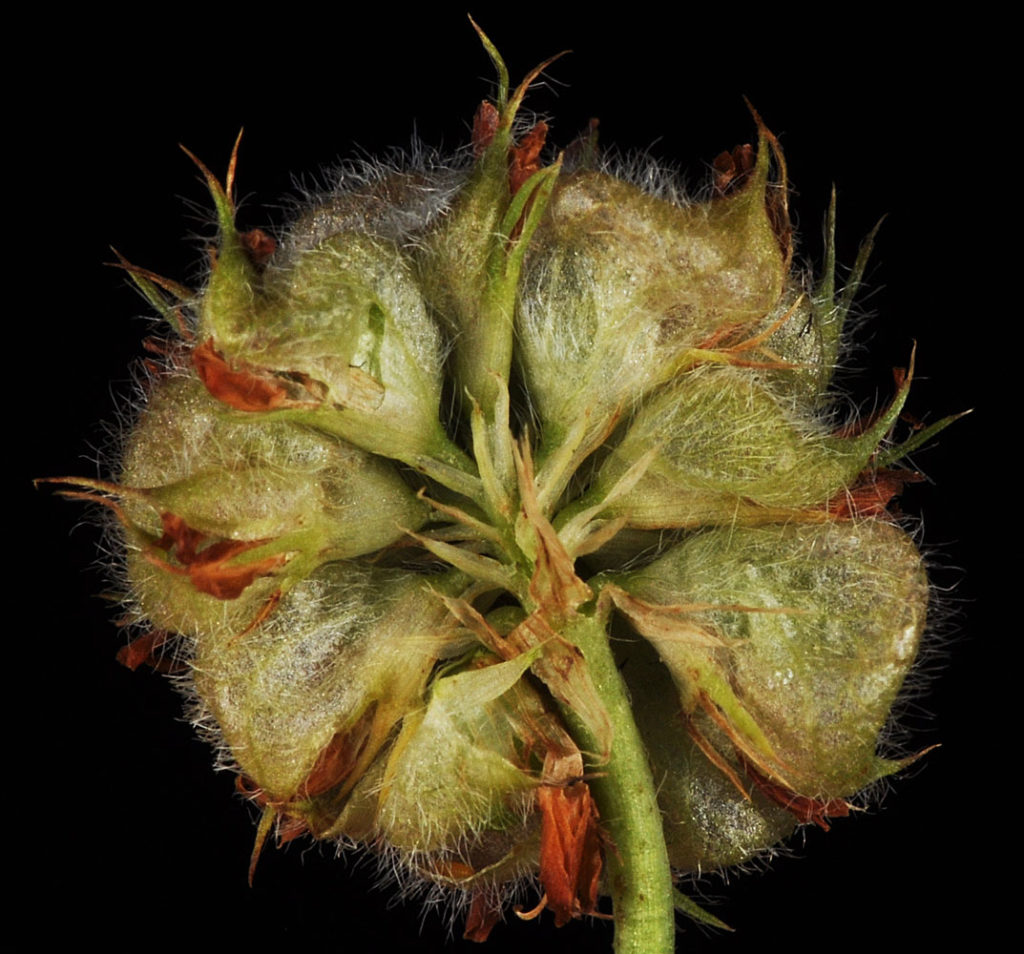 Flora of Eastern Washington Image: Trifolium fragiferum underside of flower