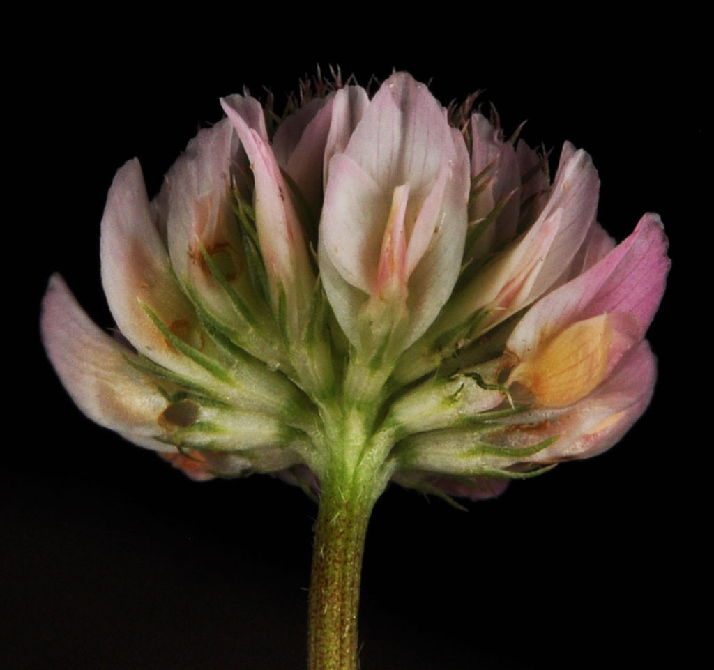 Flora of Eastern Washington Image: Trifolium hybridum flower underside
