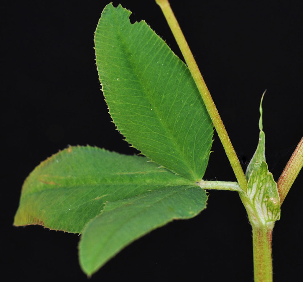 Flora of Eastern Washington Image: Trifolium hybridum leaves only