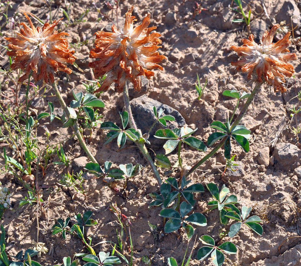 Flora of Eastern Washington Image: Trifolium macrocephalum full plant in nature