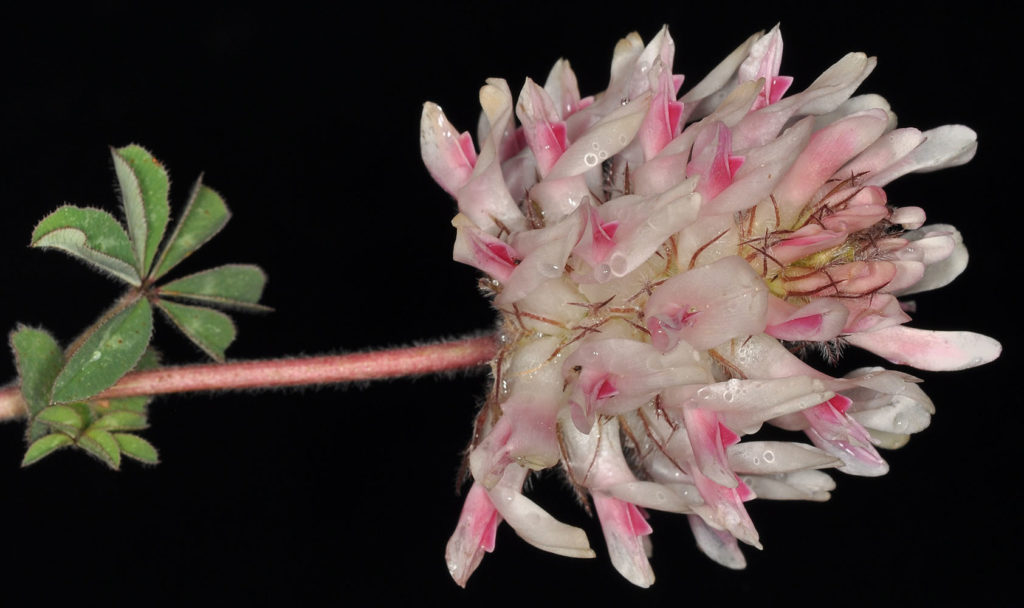 Flora of Eastern Washington Image: Trifolium macrocephalum side view of flower and stem