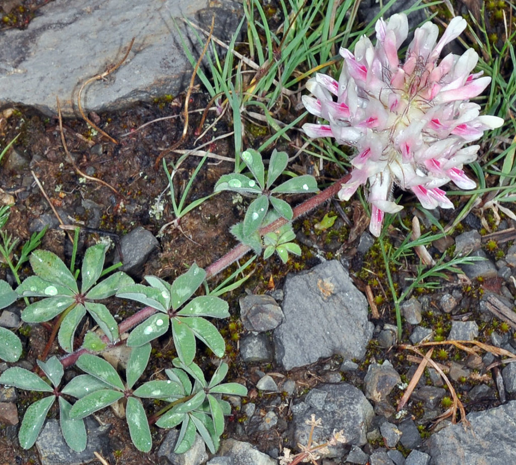 Flora of Eastern Washington Image: Trifolium macrocephalum top view of plant in nautre